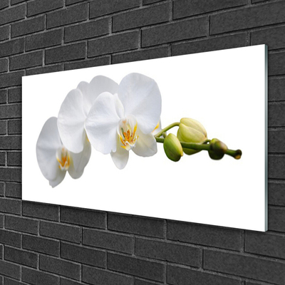 Glasfoto Blomster Planter Natur