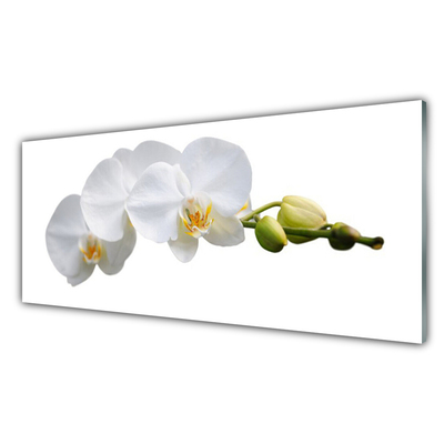 Glasfoto Blomster Planter Natur