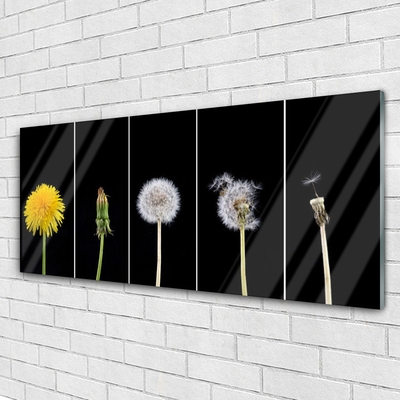 Glasfoto Dandelion Plant