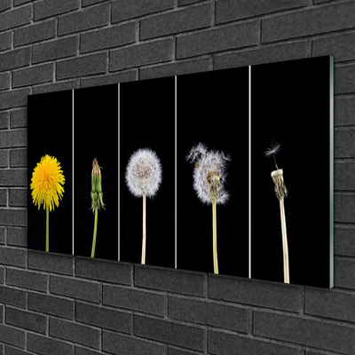 Glasfoto Dandelion Plant