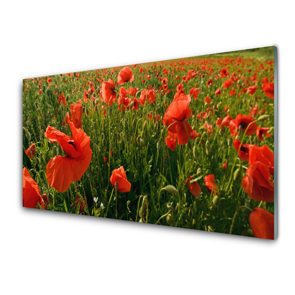 Glasfoto Poppies Nature Plant