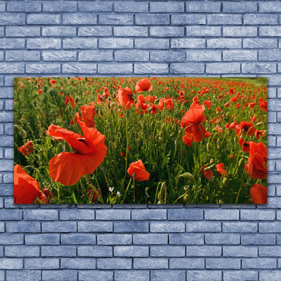 Glasfoto Poppies Nature Plant