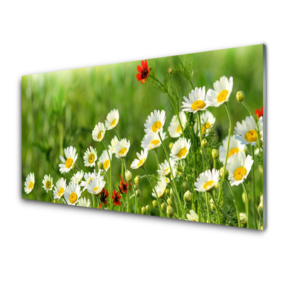 Billede i glas Daisy Plants Nature