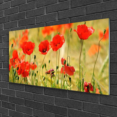 Print på glas Poppies Nature Plant