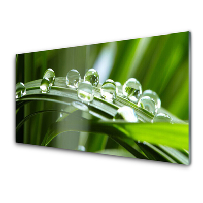 Glasbillede Grass Rosa Drops Plant