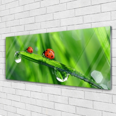 Billede glas Ladybird Grass Drops