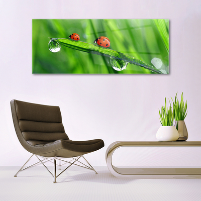 Billede glas Ladybird Grass Drops