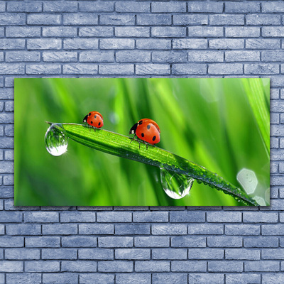 Billede glas Ladybird Grass Drops