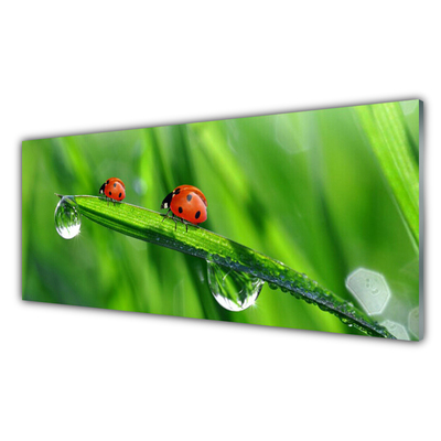 Billede glas Ladybird Grass Drops