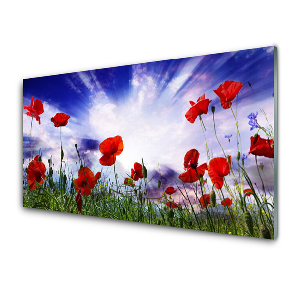 Glasbillede Poppies Plant Nature