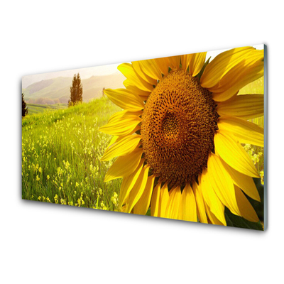 Glasbillede Sunflower Flower Plant