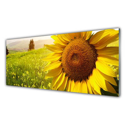 Glasbillede Sunflower Flower Plant