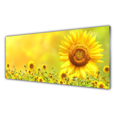 Glasfoto Sunflower Flower Plant