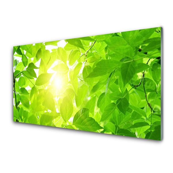 Glas billede Blad Natur Solsikke Plante