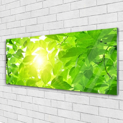 Glas billede Blad Natur Solsikke Plante