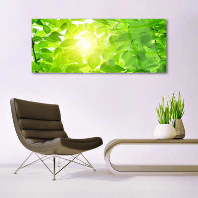 Glas billede Blad Natur Solsikke Plante