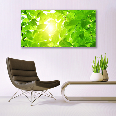 Glas billede Blad Natur Solsikke Plante