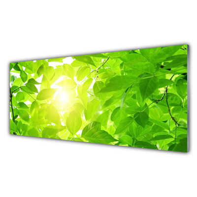 Glas billede Blad Natur Solsikke Plante