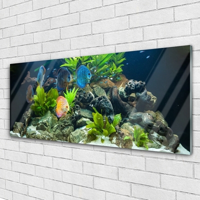 Billede glas Fisk Natur Akvarium