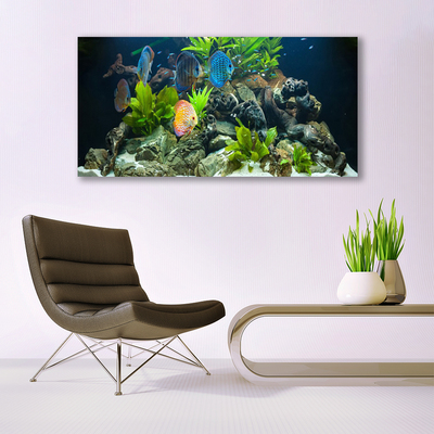 Billede glas Fisk Natur Akvarium