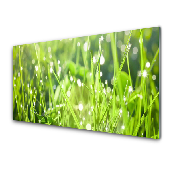 Glasbillede Grass Nature Plant