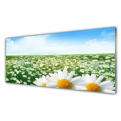 Glas billede Marguerit Blomster Eng Mark