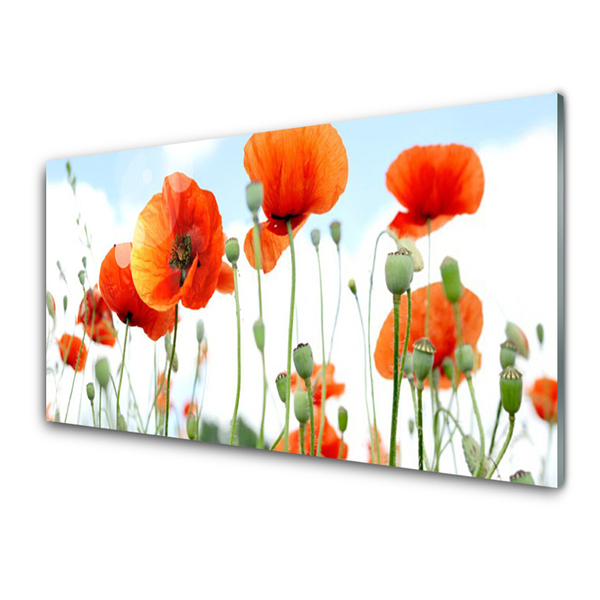 Glas billede Blomster Valmuer Eng Mark Natur