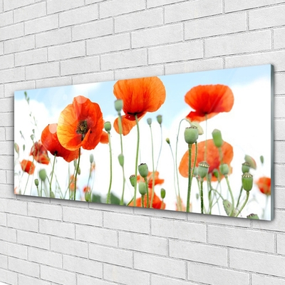 Glas billede Blomster Valmuer Eng Mark Natur