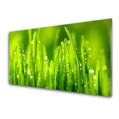 Glasbillede Green Grass Dewdrops