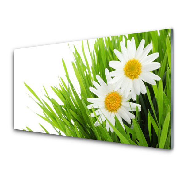 Glasfoto Daisy Flower Nature