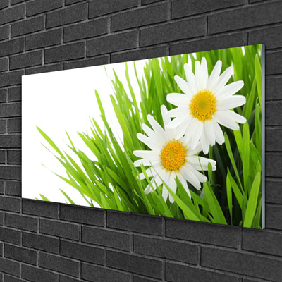 Glasfoto Daisy Flower Nature