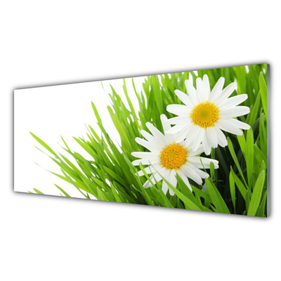 Glasfoto Daisy Flower Nature