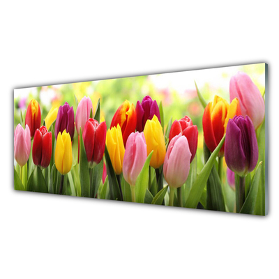 Glas billede Tulipaner Blomster Natur