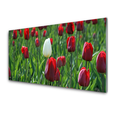 Glasfoto Tulipaner Blomster Natur