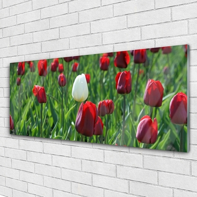 Glasfoto Tulipaner Blomster Natur