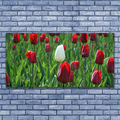 Glasfoto Tulipaner Blomster Natur