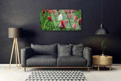 Glasfoto Tulipaner Blomster Natur