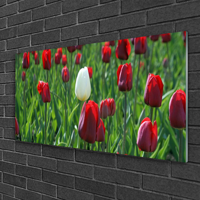 Glasfoto Tulipaner Blomster Natur