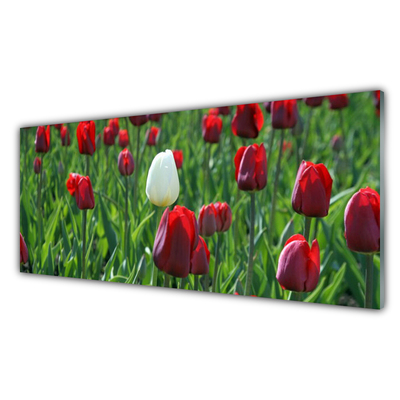 Glasfoto Tulipaner Blomster Natur