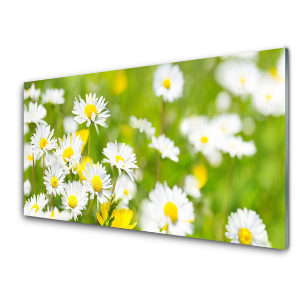 Glasfoto Daisy Flower Plant