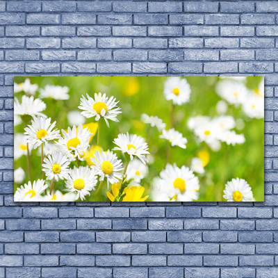 Glasfoto Daisy Flower Plant