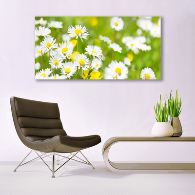 Glasfoto Daisy Flower Plant