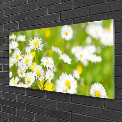 Glasfoto Daisy Flower Plant