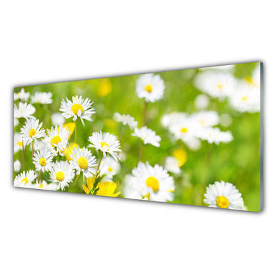 Glasfoto Daisy Flower Plant