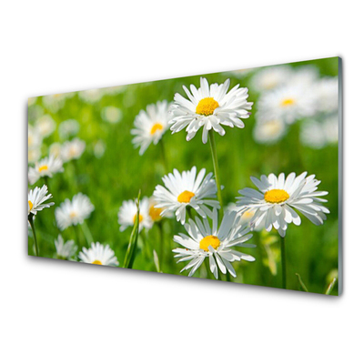 Glas billede Daisy Flower Plant