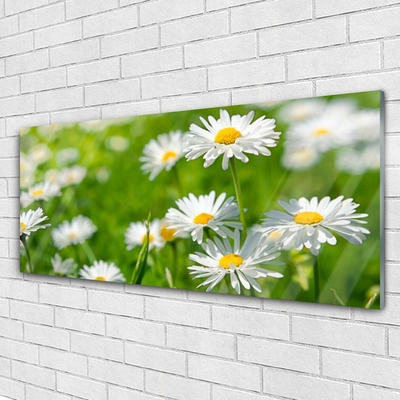 Glas billede Daisy Flower Plant