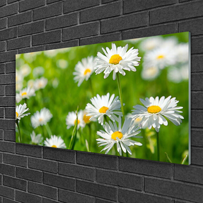 Glas billede Daisy Flower Plant