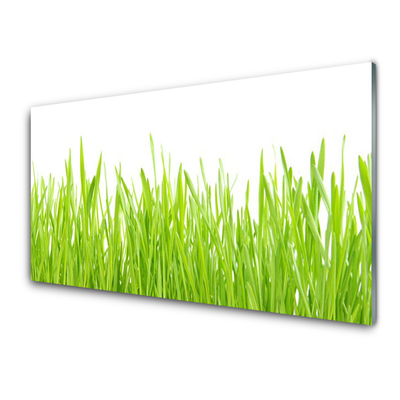 Billede glas Grass Nature Plant