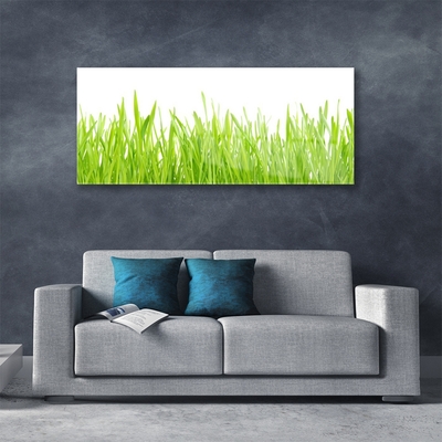 Billede glas Grass Nature Plant