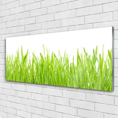 Billede glas Grass Nature Plant